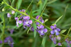 Angelonia salicariifolia